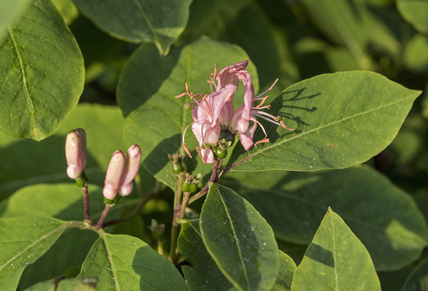 Image of Lonicera orientalis specimen.