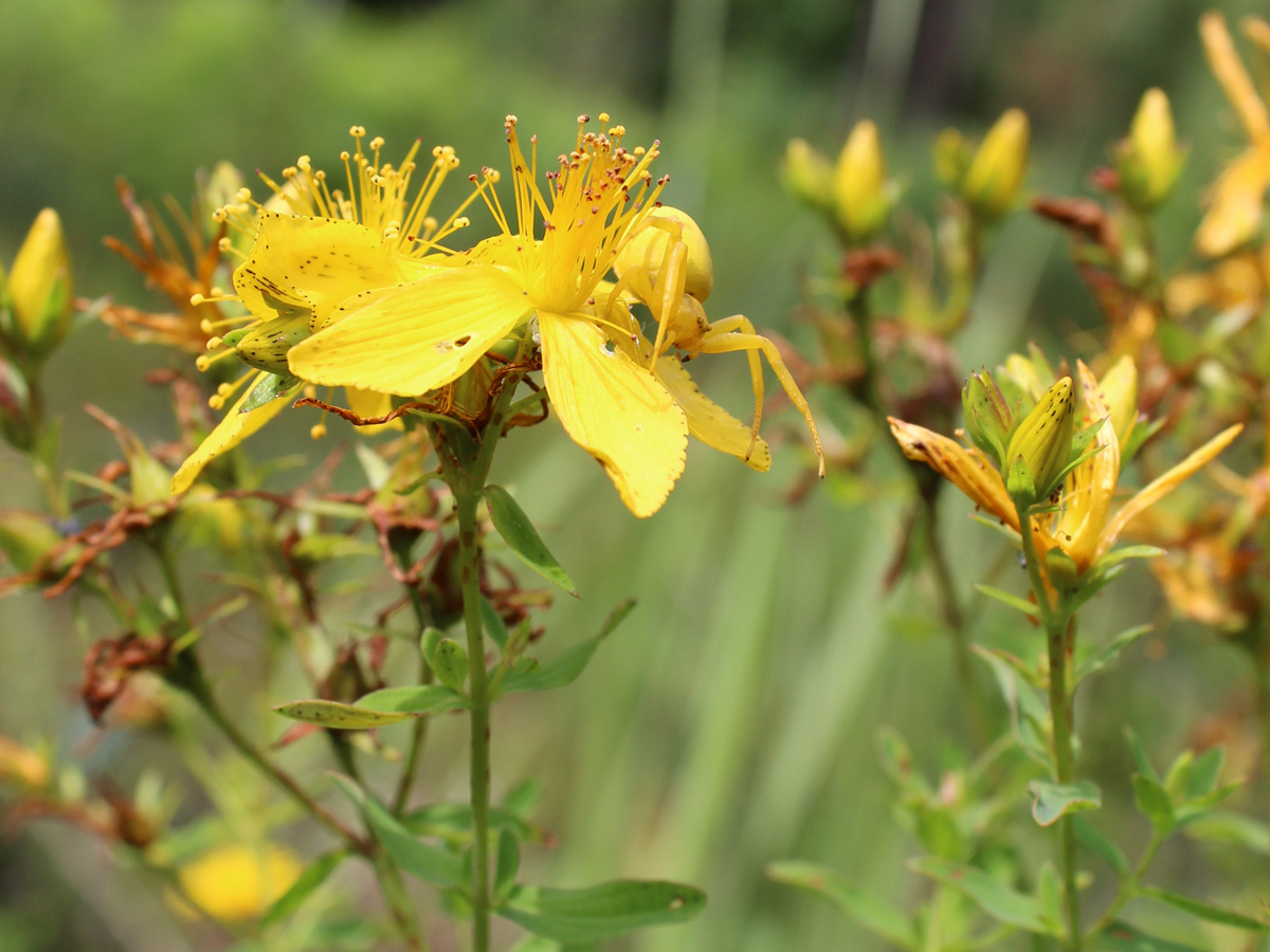 Image of Hypericum perforatum specimen.