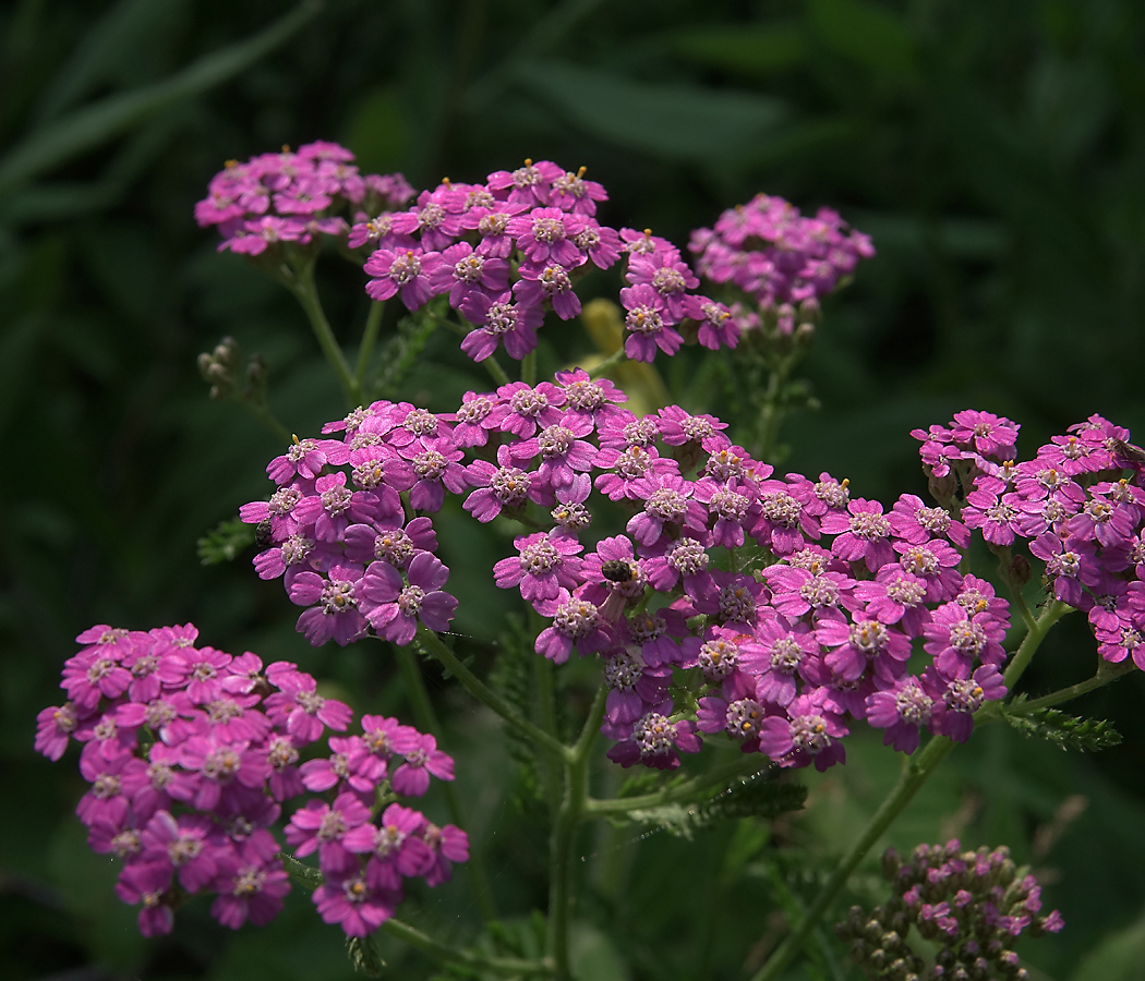 Изображение особи Achillea millefolium.