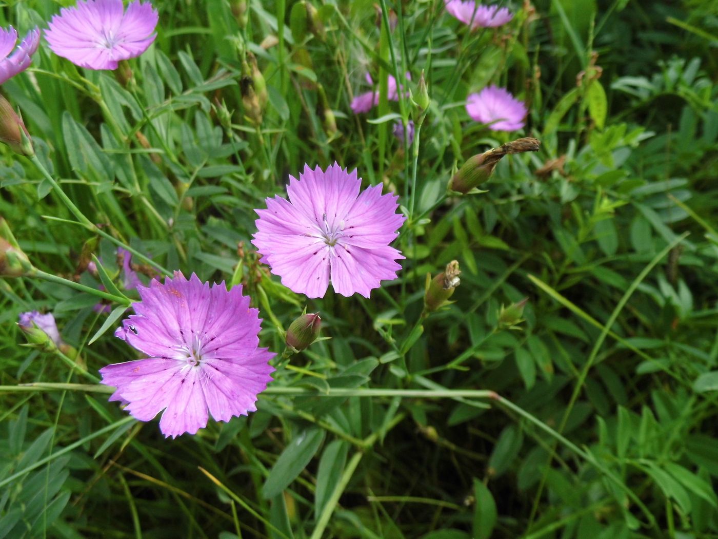 Изображение особи Dianthus versicolor.