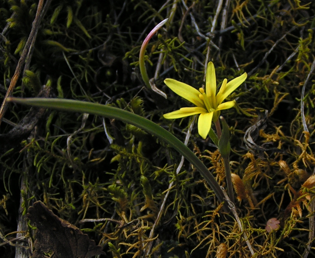 Image of Gagea fedtschenkoana specimen.