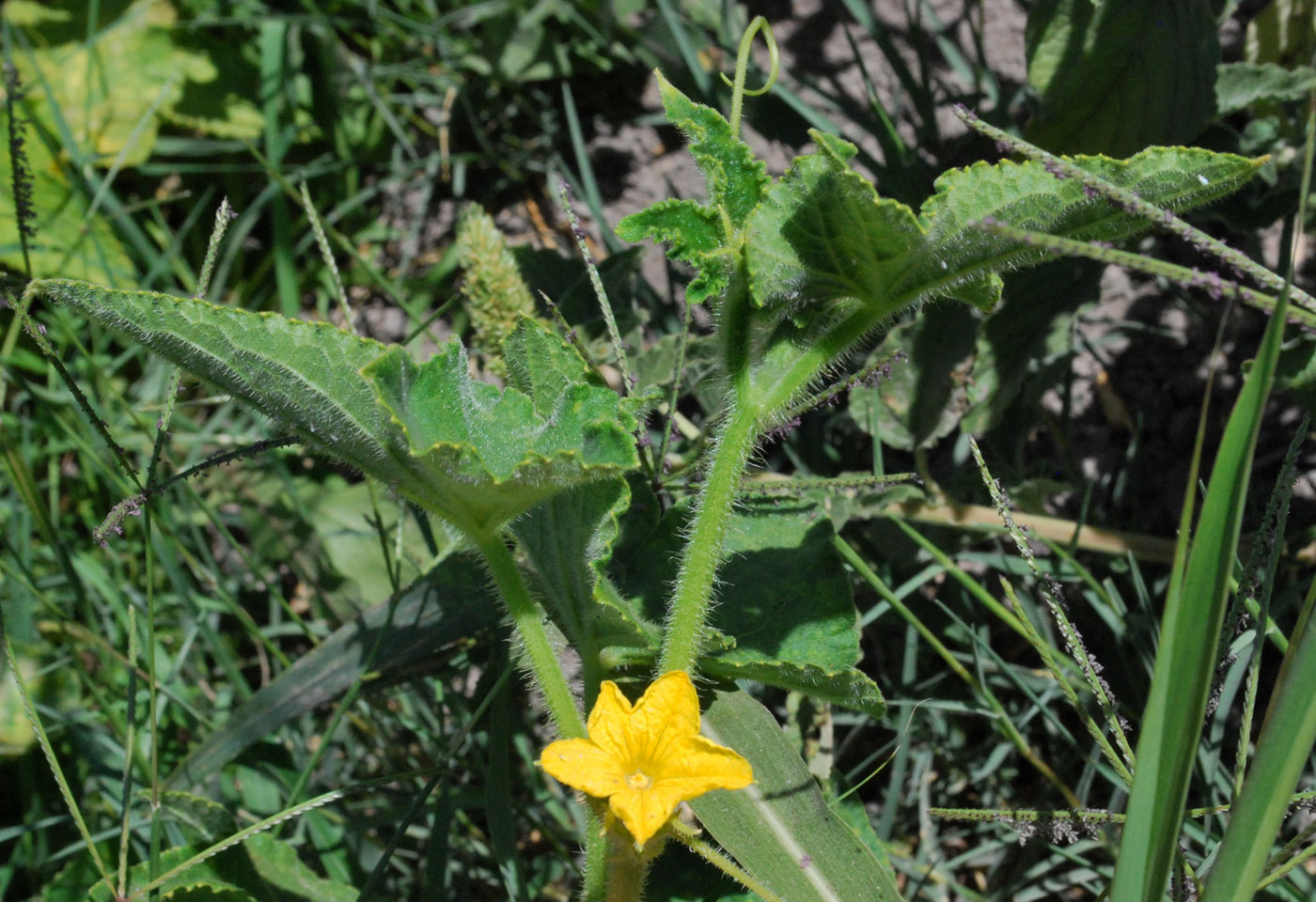 Изображение особи Cucumis sativus.