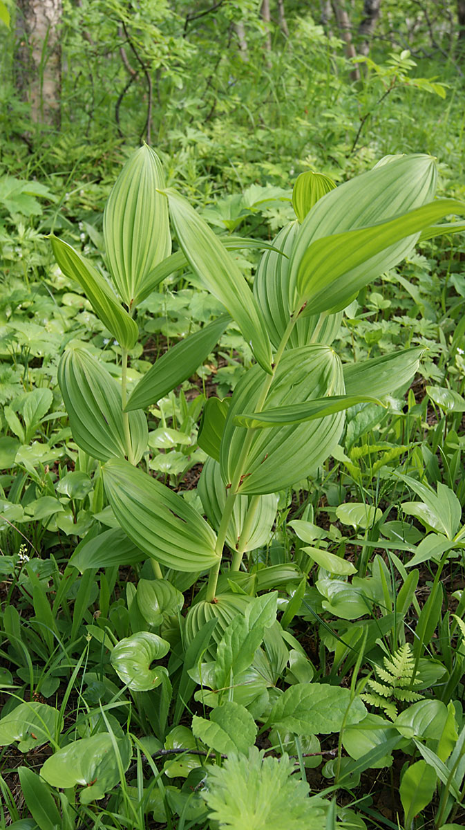 Изображение особи Veratrum oxysepalum.