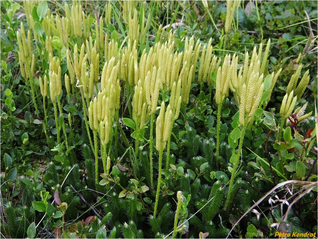 Image of Lycopodium clavatum specimen.