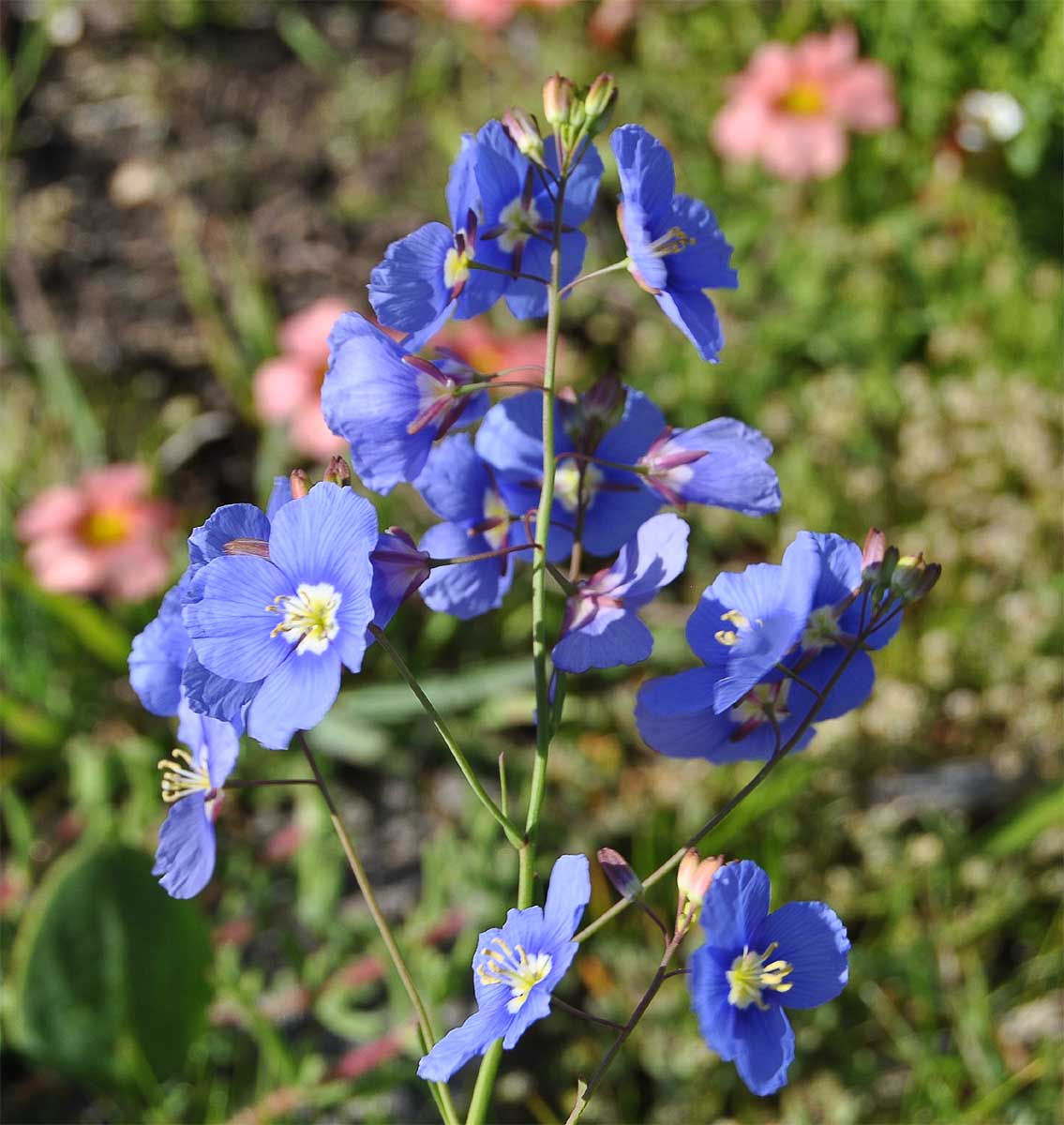 Image of Heliophila coronopifolia specimen.