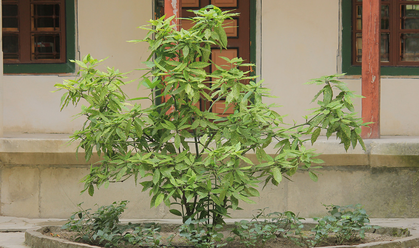 Image of Aucuba japonica specimen.