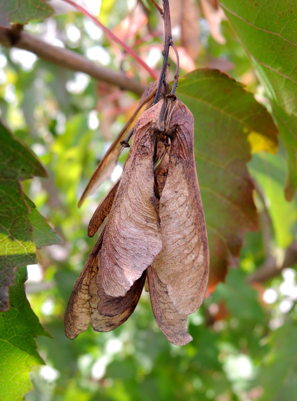 Image of Acer ginnala specimen.