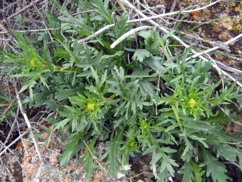 Image of Patrinia intermedia specimen.