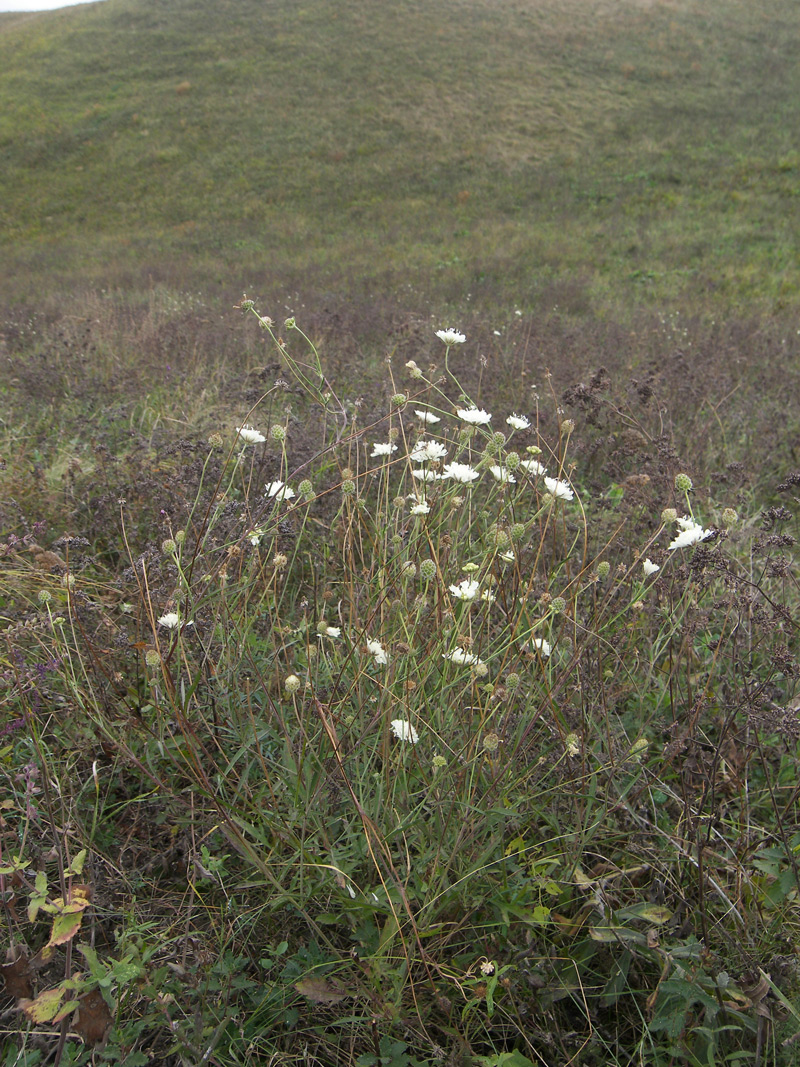 Image of Scabiosa ochroleuca specimen.