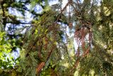 Sequoia sempervirens