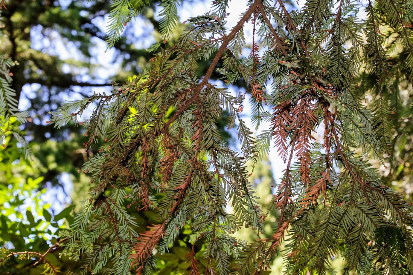 Image of Sequoia sempervirens specimen.