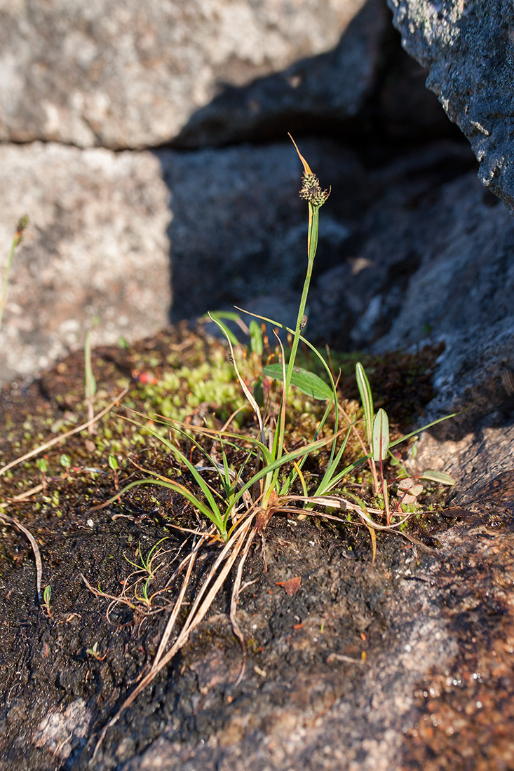 Image of Carex norvegica specimen.