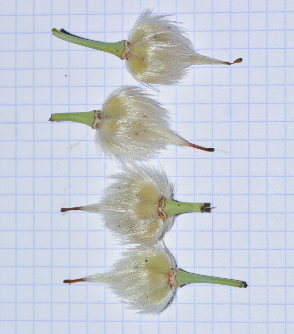 Image of Sisyndite spartea specimen.