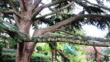 Cedrus atlantica