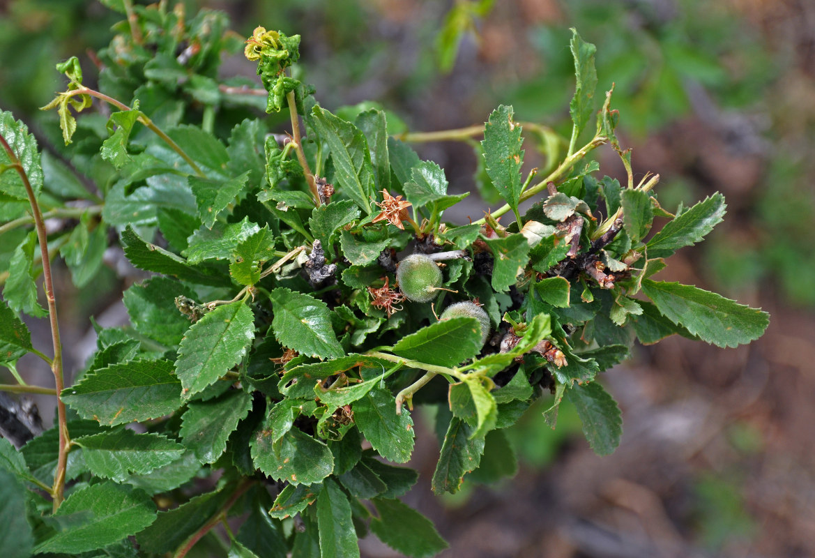 Image of Amygdalus pedunculata specimen.