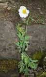 Papaver amurense