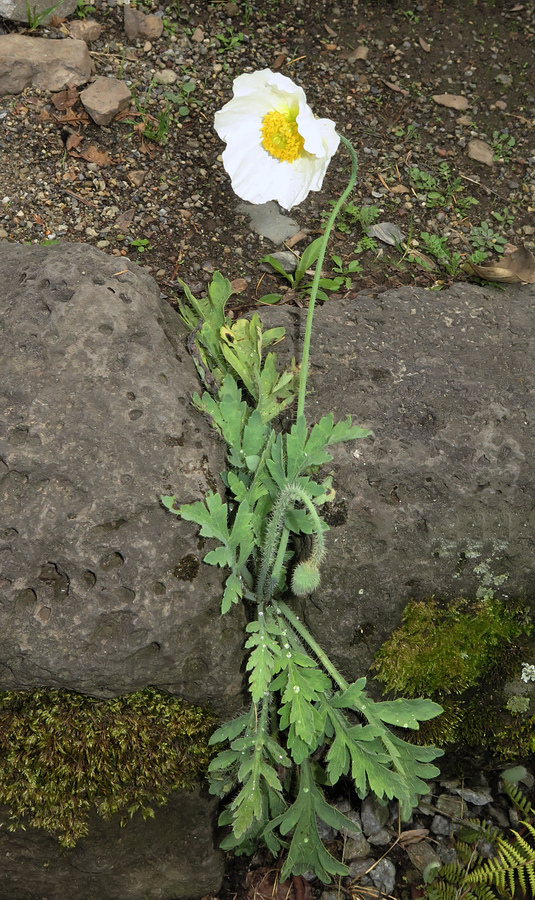 Image of Papaver amurense specimen.