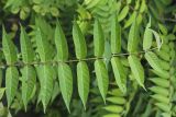 Ailanthus altissima