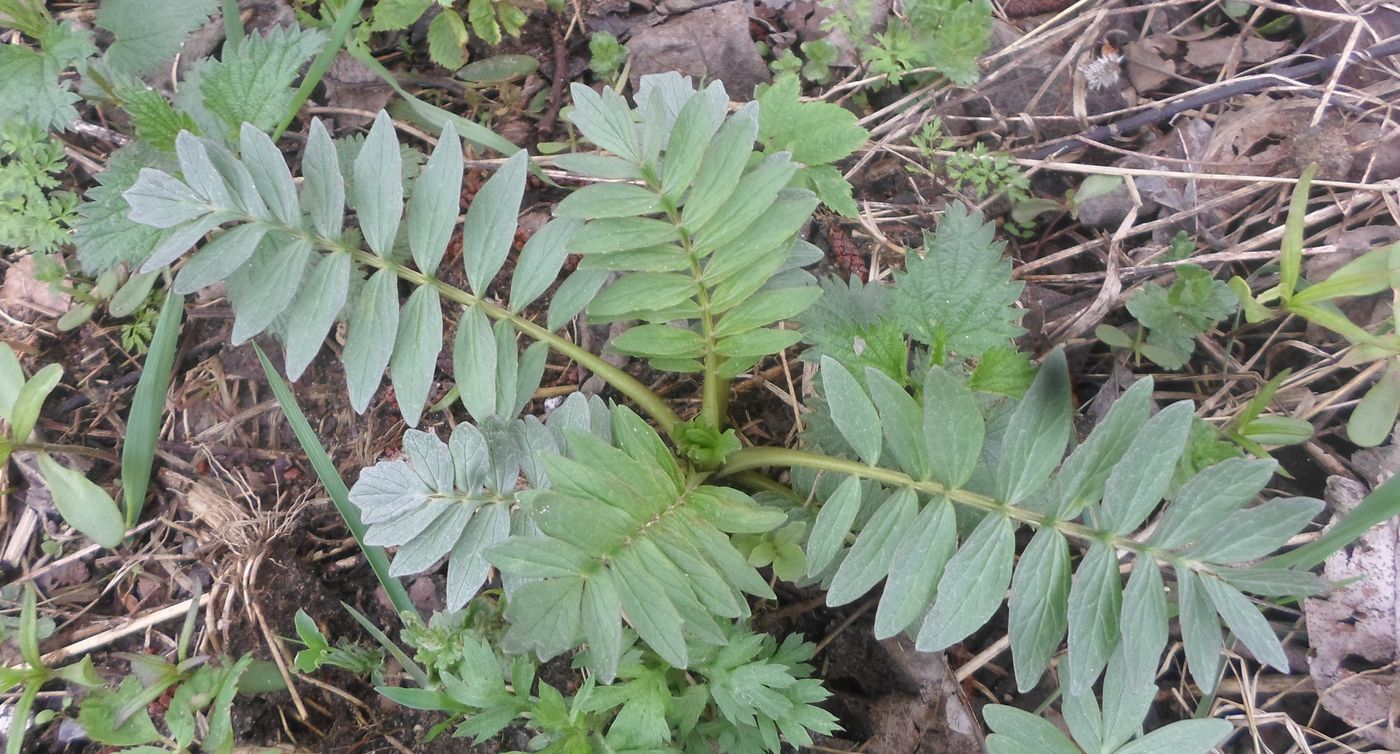 Изображение особи Valeriana officinalis.