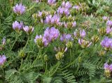 Astragalus danicus