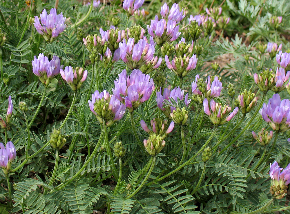 Изображение особи Astragalus danicus.