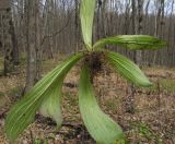 Digitalis schischkinii. Выкопанное вегетирующее растение с корнями. Краснодарский край, м/о г. Новороссийск, хр. Маркотх, северный отрог горы Сахарная Голова, ≈ 400 м н.у.м., маленькая полянка в дубово-грабово-буковом лесу. 17.02.2018.