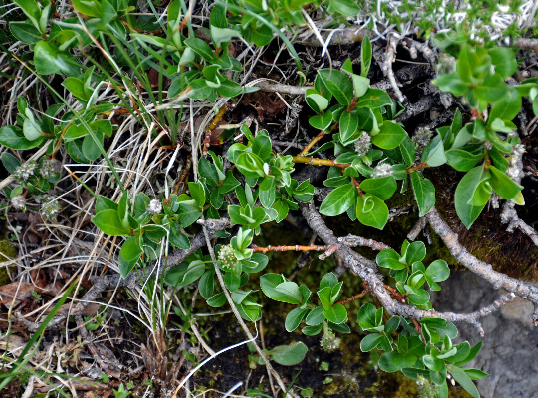 Image of Salix apoda specimen.