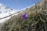 Primula algida. Цветущее растение. Кабардино-Балкария, Эльбрусский р-н, склон г. Чегет. 21.05.2009.