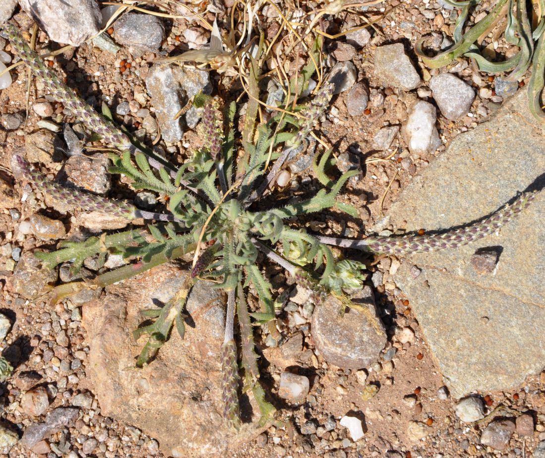 Image of Plantago coronopus specimen.