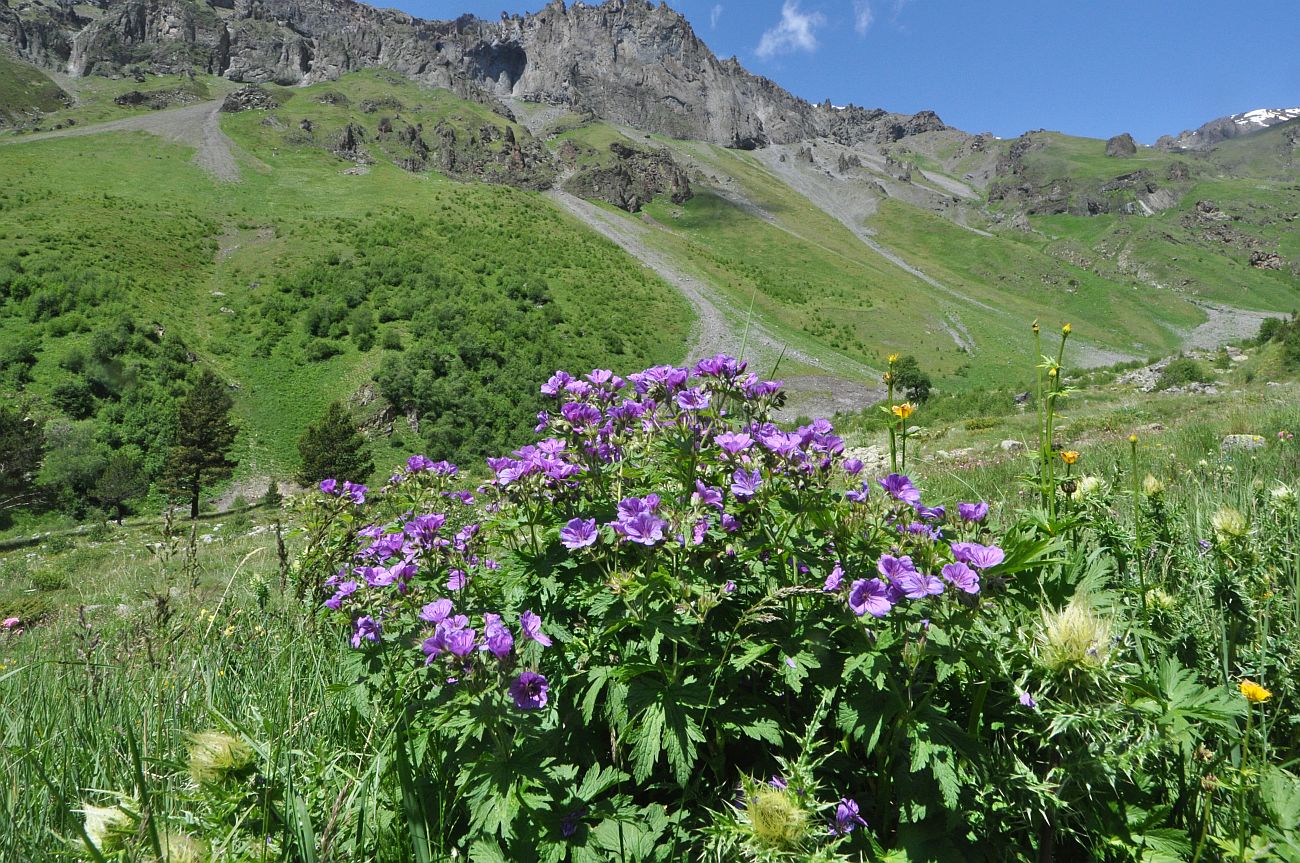 Изображение особи Geranium sylvaticum.