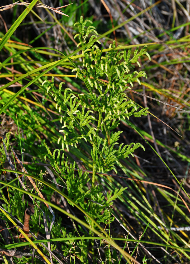 Image of Palhinhaea cernua specimen.