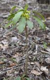 Daphne laureola