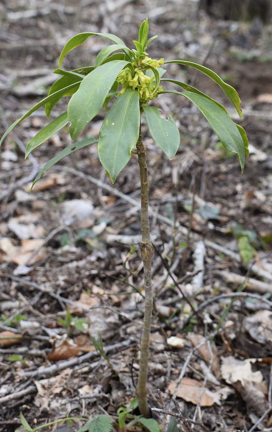 Image of Daphne laureola specimen.