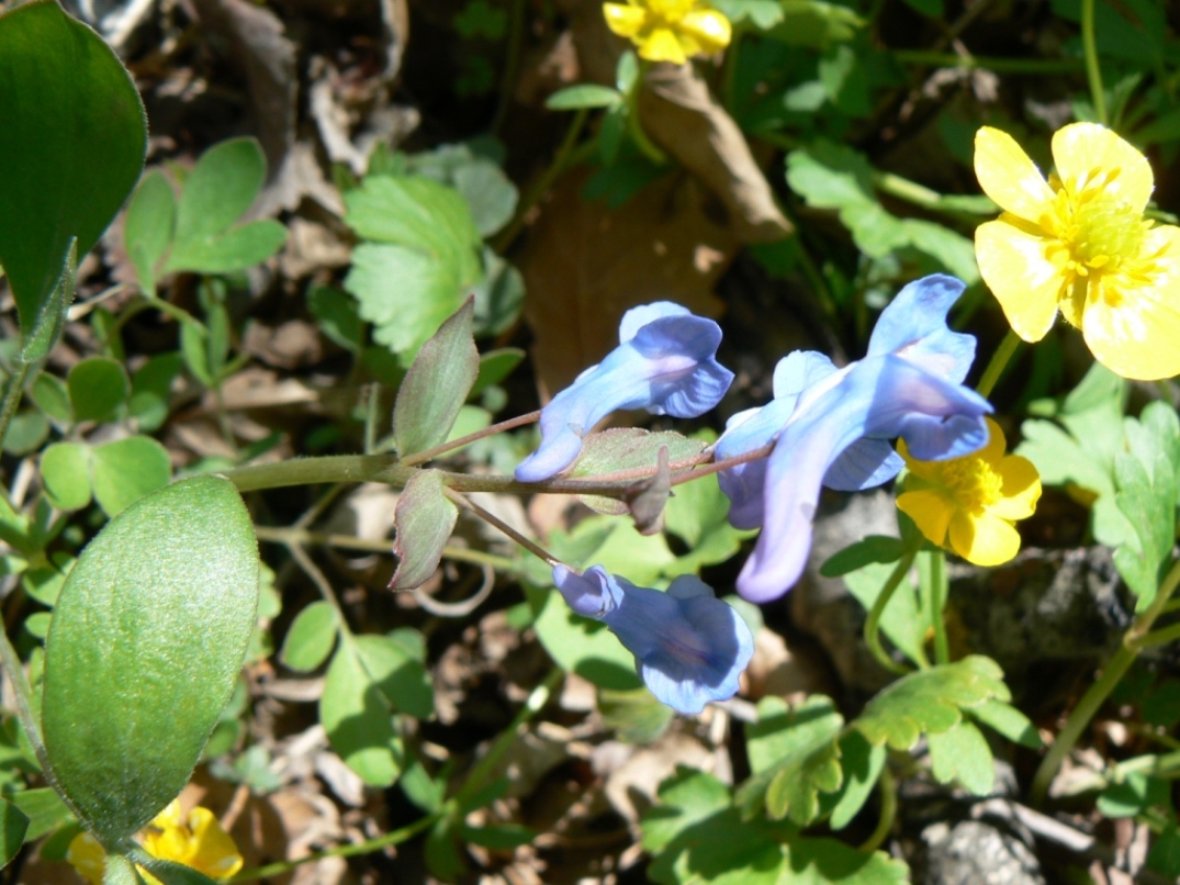 Image of Corydalis ambigua specimen.