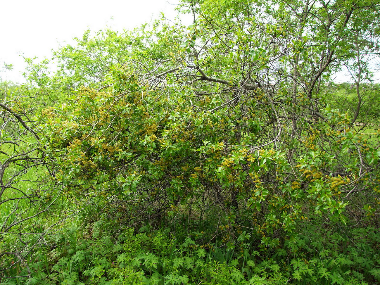 Изображение особи Salix pseudopentandra.