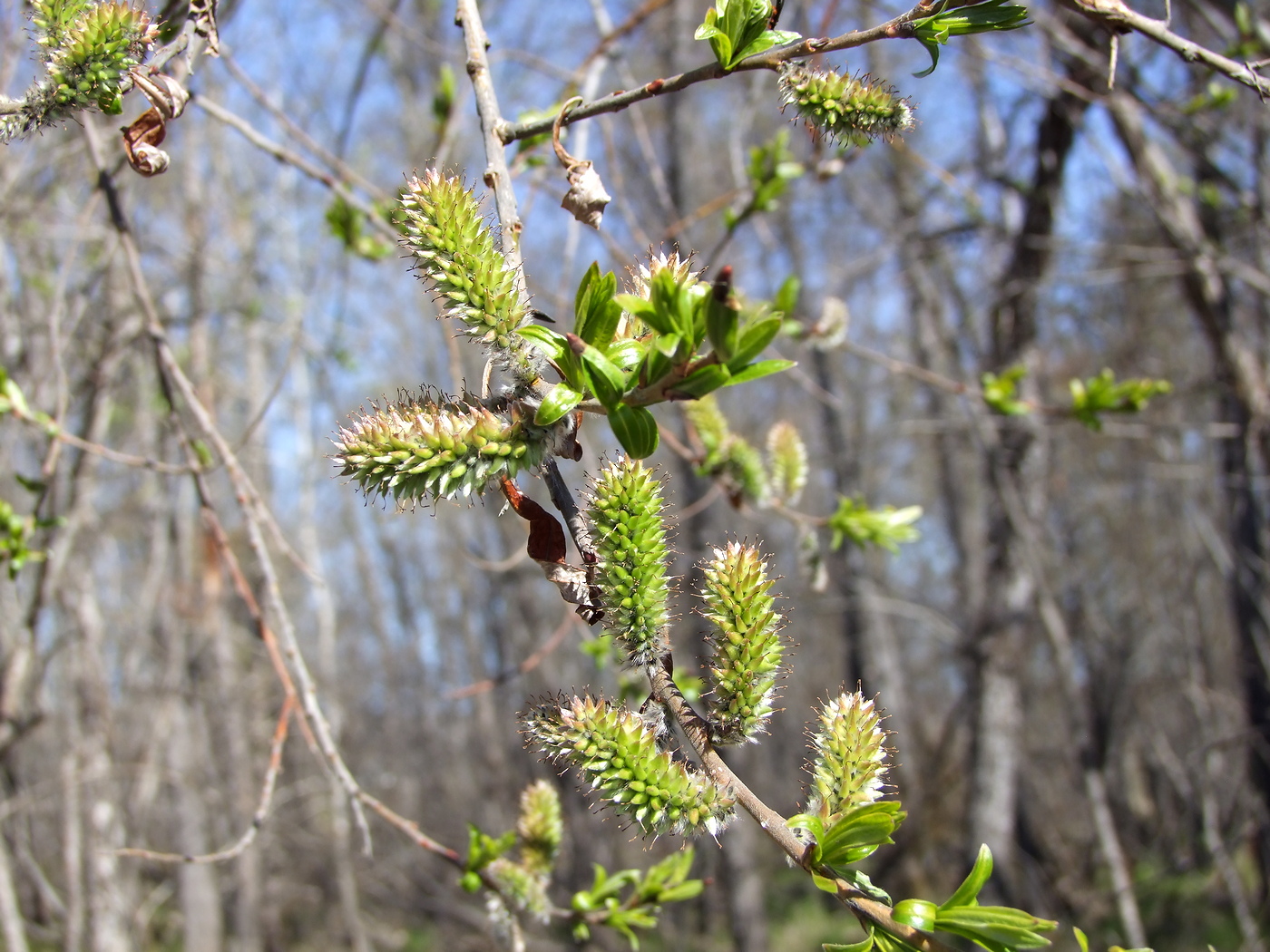 Image of Salix schwerinii specimen.