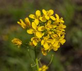 Brassica campestris. Соцветие. Пермский край, пос. Юго-Камский, вдоль дороги, сорное. 3 июня 2018 г.