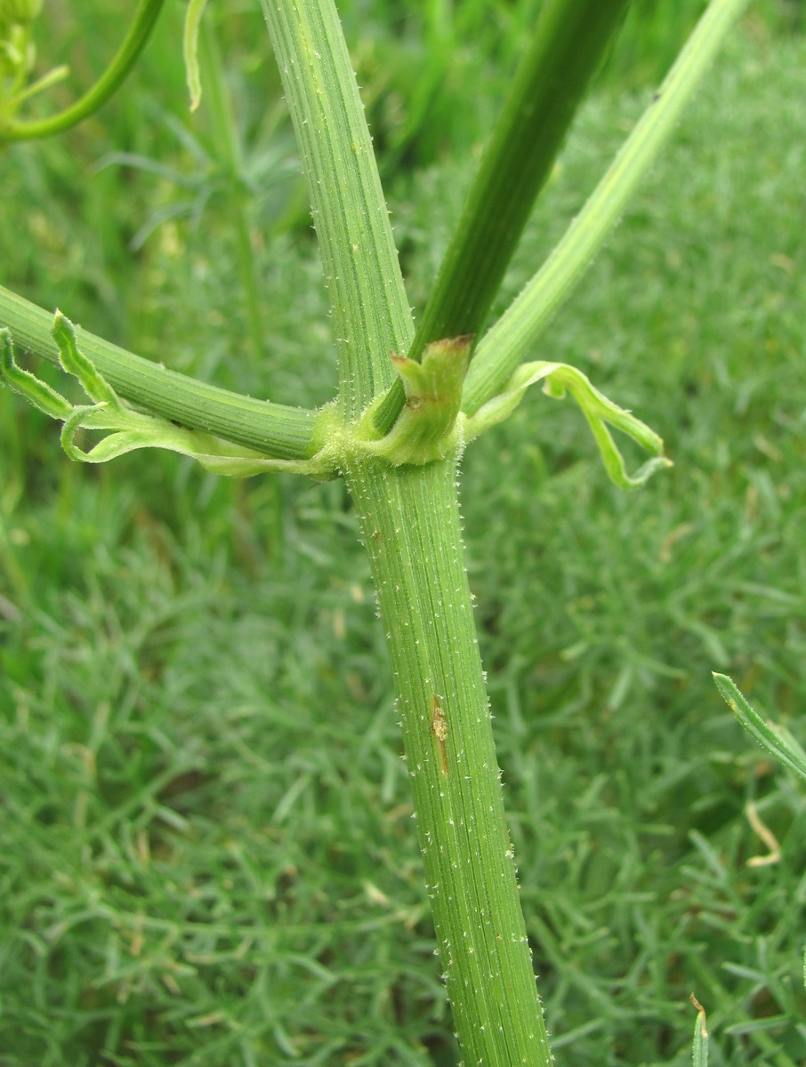 Image of Prangos ferulacea specimen.