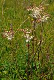 Filipendula vulgaris. Верхушки побегов с соцветиями. Тульская обл., Алексинский р-н, долина р. Вашана, пойменный луг. 11.06.2018.