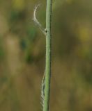 Pilosella procera