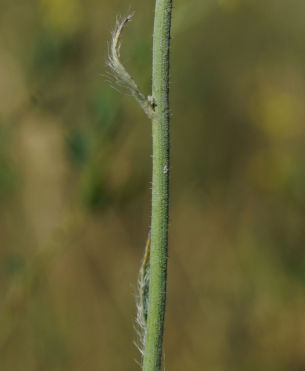 Изображение особи Pilosella procera.