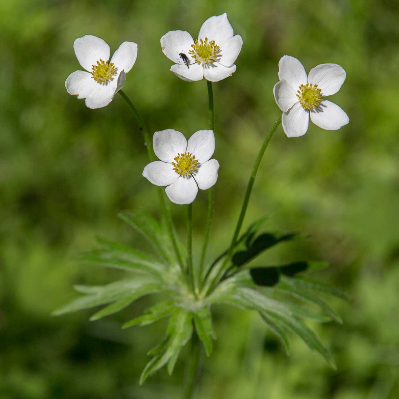 Image of Anemonastrum crinitum specimen.