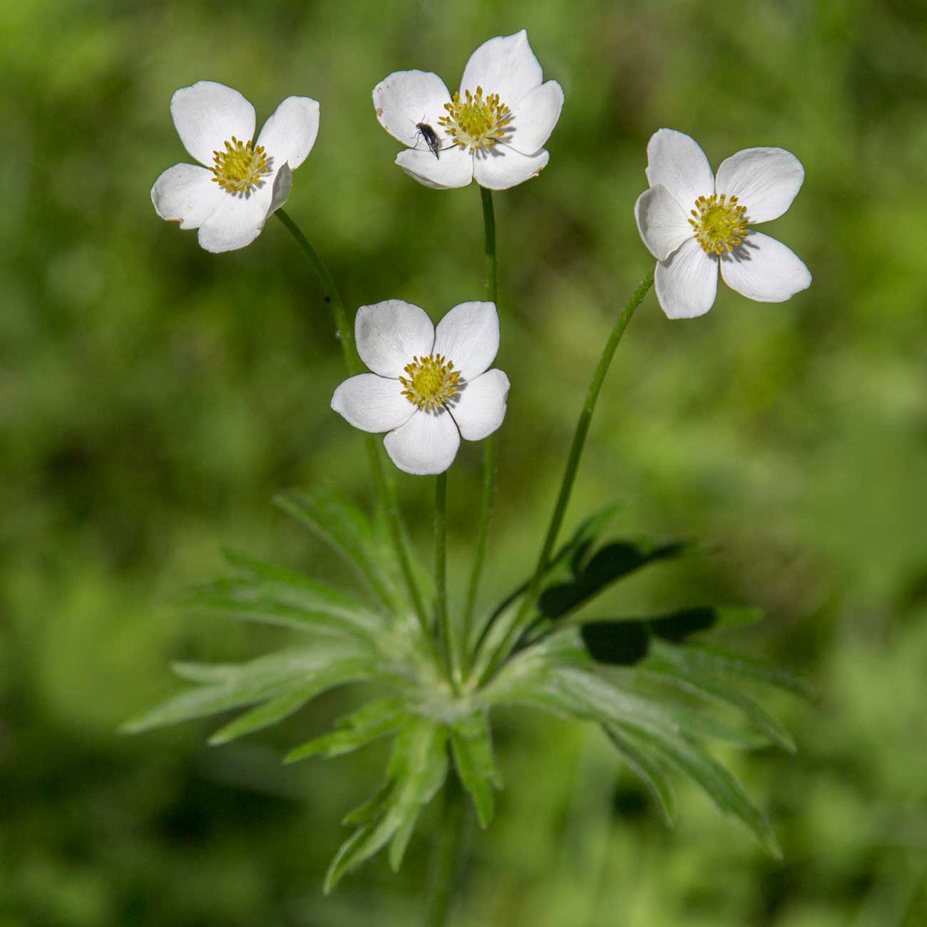 Изображение особи Anemonastrum crinitum.