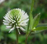 Trifolium montanum