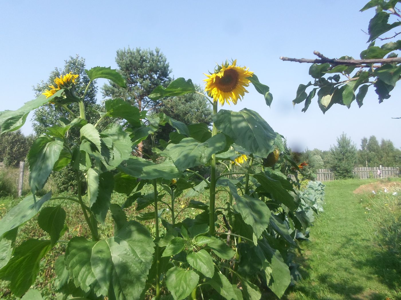 Image of Helianthus annuus specimen.