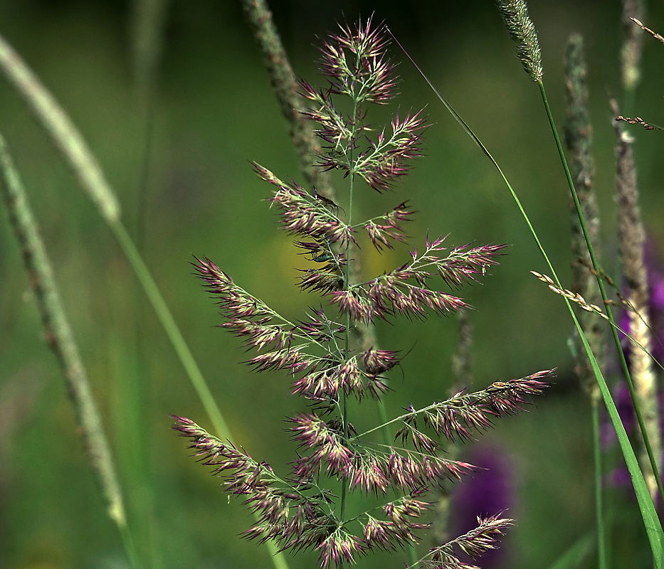 Изображение особи Calamagrostis epigeios.