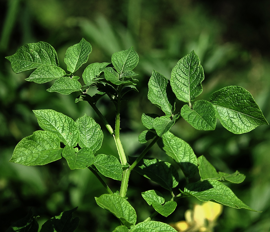 Изображение особи Solanum tuberosum.