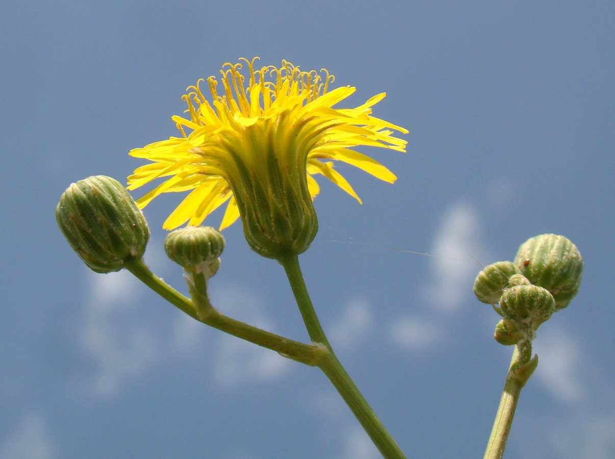 Image of Sonchus arvensis ssp. uliginosus specimen.