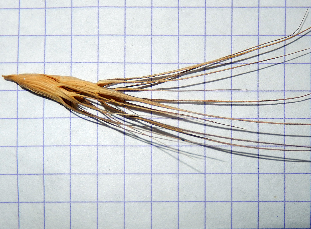 Изображение особи Aegilops biuncialis.