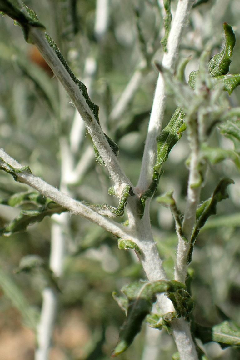 Изображение особи Phagnalon rupestre ssp. graecum.